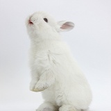 Young white rabbit standing up on its haunches