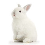 Young white rabbit sitting up on its haunches