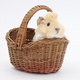 Baby Guinea pig in a wicker basket