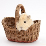 Baby Guinea pig in a wicker basket