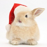 Young Sandy rabbit wearing a Santa hat