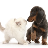 Blue-point kitten and blue-and-tan Dachshund pup