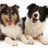 Rough Collie and Border Collie