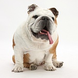 Bulldog sitting, with tongue lolling