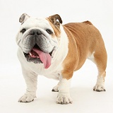 Bulldog standing, with tongue lolling