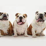 Three Bulldogs, sitting