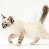 Tabby-point Birman kitten walking across