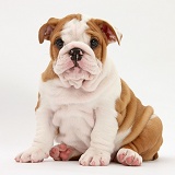 Bulldog pup, 8 weeks old, sitting