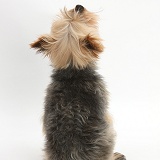 Yorkie looking up, back view