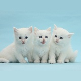 Three white kittens on blue background