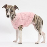 Brindle-and-white Whippet pup wearing a pink jersey
