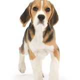 Beagle pup trotting