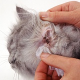 Cleaning the ear of a Persian cat
