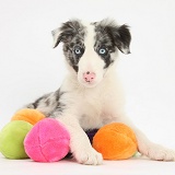 Blue merle Border Collie puppy