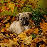 Longdog puppy among autumn leaves
