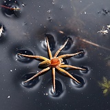 Raft Spider male on water surface