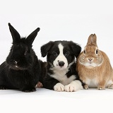 Border Collie pup and rabbits