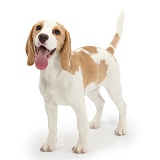 Playful orange-and-white Beagle pup