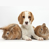 Orange-and-white Beagle pup and two rabbits