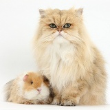 Golden Chinchilla Persian cat and Guinea pig