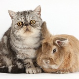 Silver tabby Exotic cat and Lionhead-cross rabbit