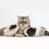 Long-haired Guinea pigs and Silver tabby Exotic cat