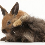 Long-haired Guinea pig and young rabbit