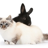 Tabby-point Birman cat and black rabbit