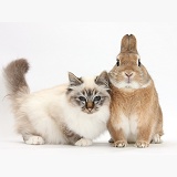 Birman cat and rabbit