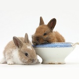 Baby Netherland dwarf-cross rabbits and china bowl