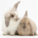 Young windmill-eared rabbits