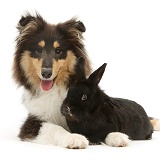 Rough Collie and black rabbit