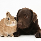 Chocolate Labrador pup and rabbit