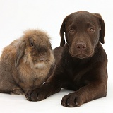 Chocolate Labrador pup and rabbit