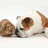 Bulldog and Sandy Lionhead-cross rabbit