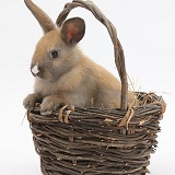 Baby rabbit in a wicker basket