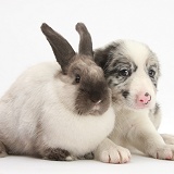Merle Border Collie pup with colourpoint rabbit