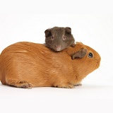 Mother red Guinea pig with chocolate baby