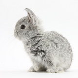 Baby silver rabbit