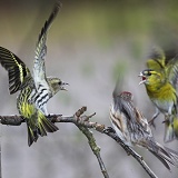 Siskins and redpoll fighting