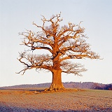 Ockley Oak - Winter 2007