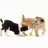 Border Collie pup in tug-o-war with terrier dog