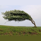 Wind-blown Hawthorn tree