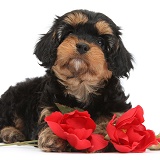 Cavapoo pup with red roses