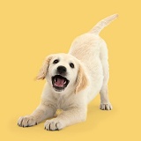 Golden Retriever pup