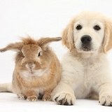 Rabbit and Golden Retriever pup