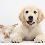 Smiley Golden Retriever pup and young rabbit