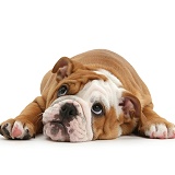 Bulldog pup, 11 weeks old, lying with chin on the floor