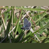 Small Blue butterfly