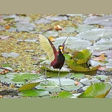 Jacana